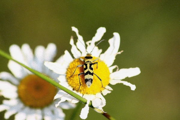 Clorophorus varius